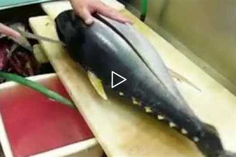 まぐろ FISH kihada maguro 11,7KG  yellowfin   Cutting Tuna Fish   sushi　　part 1