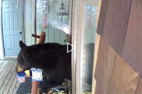 Bears Steal Food From Kitchen