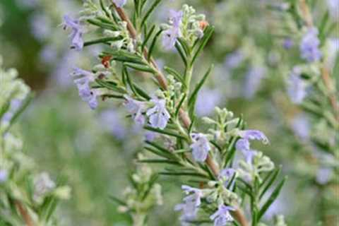 How to Use Rosemary in Cooking and Aromatherapy