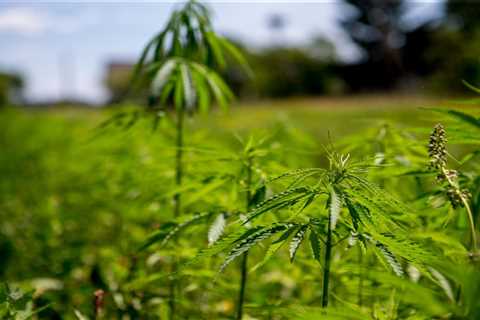 How to Get Started in Industrial Hemp Farming