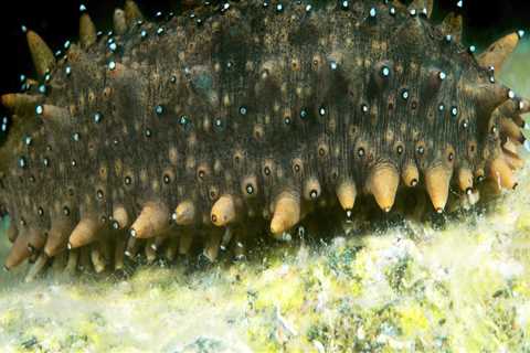 Are sea cucumbers safe to touch?