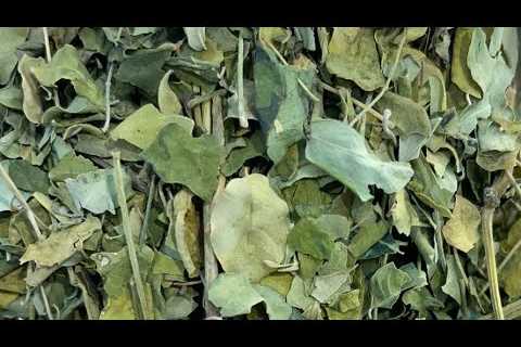 Maringa leaf tea and a benefit, ￼| Chef Ricardo Cooking