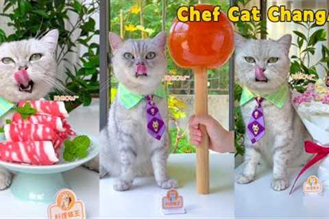 Chef Cat''s Super Delicious Recipes Satisfy Your Imagination😻🍹| Cat Cooking Food | Cute And Funny ..
