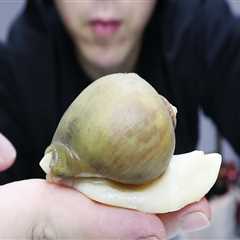 鲍鱼和海蜗牛有什么区别？