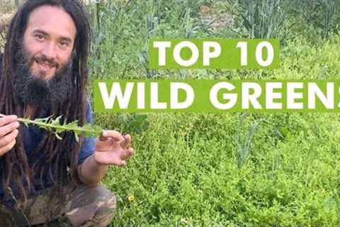 10 Wild Edible Greens to Harvest- Foraging Plants