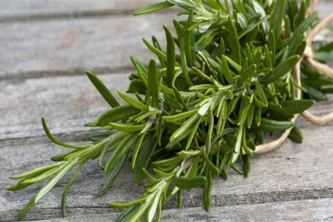 Everything You Need to Know About Rosemary