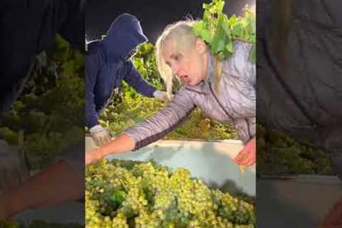 Napa Valley Wine Correspondent - Night Harvest - Monika Bielka-Vescovi Napa Valley Wine Academy