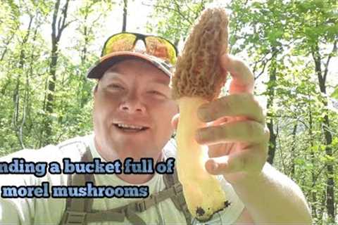 finding morel mushrooms with a buddy. finding a bucket full of morels