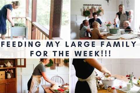BIG FAMILY Dinners on a budget!!