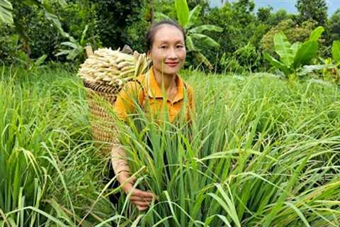 Harvesting Lemongrass Garden ( Spice vegetable ) Goes to the market sell - Ly Thi Tam