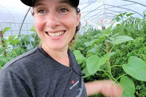 Harvesting Honey, Freeze Dried Herbs | Lovely July Garden Tour