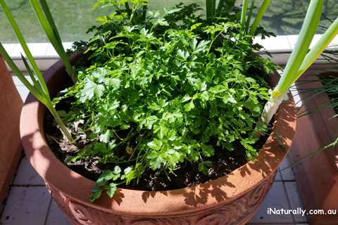 Parsley - The Versatile Herb for Culinary Versatility!