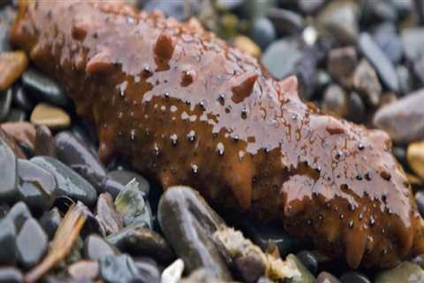 The Benefits of Processing Sea Cucumbers