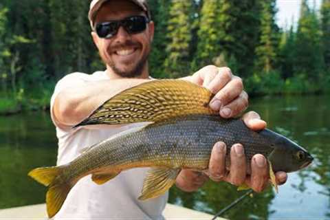 Fishing for Arctic Grayling in Alaska | Summer Boating Delta Clearwater River