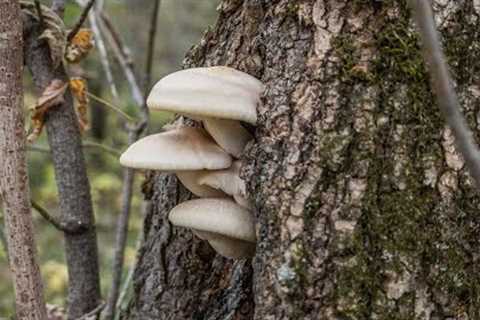 Foraging Elm Oyster Mushrooms (Hypsizygus ulmarius)