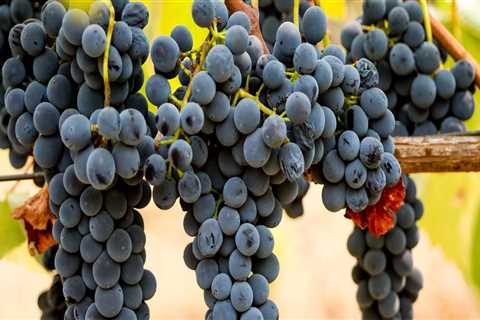 What is the Climate Like in Northwestern Louisiana for Growing Grapes for Wine Production?