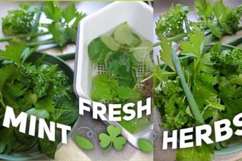 【DIY】...I Grow Some Herbs Mint In Shade / Making Tea Orange Juice With Mint Leaves😋🍃🌿💚#herbs..