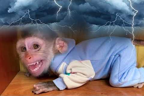 Monkey Puka sleeps alone, cries and is afraid of thunder and lightning