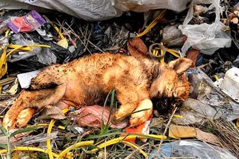Tiny dog ​​abandoned by its owner lying exhausted on a landfill was rescued in time