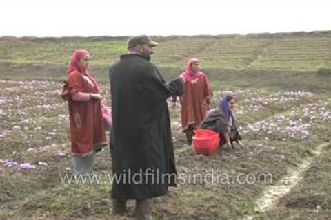 Kashmiri family picks flowers from Saffron field
