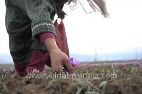 Kashmiri hands pick Saffron crocus blooms, in October harvest