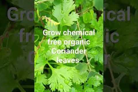 Grow ORGANIC CHEMICAL FREE Coriander leaves at home#Nutrition #ytshorts#chutney#recipe##foodie