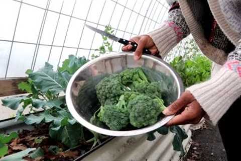 The Unexpected Broccoli Harvest