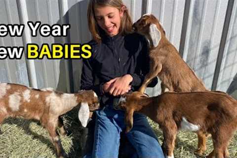 She had FOUR?!!   Belle had four Mini-Nubian BABY GOATS!  (NOT a How To)
