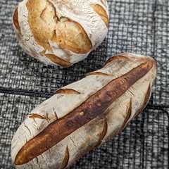 Rustic Italian bread styles. Discussion and laboratory exercise.