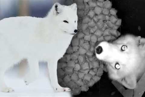 Researchers Set Up Feeding Stations to Help Arctic Fox Survival