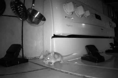 How to Keep Your Kitchen Mouse-Free