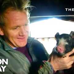 Gordon Learns About Pork 🐷 | The F Word | Gordon Ramsay