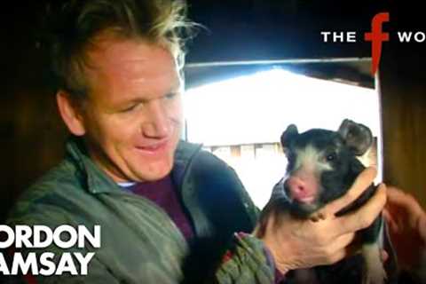 Gordon Learns About Pork 🐷 | The F Word | Gordon Ramsay