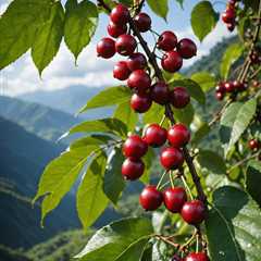 When Do Coffee Beans Ripen in Ecuador?