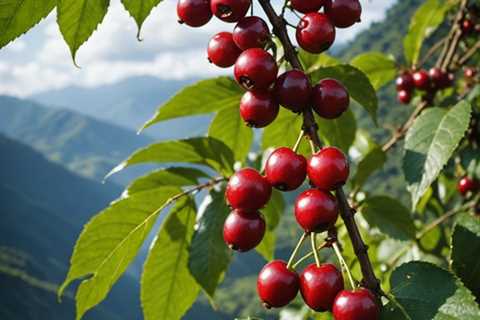 When Do Coffee Beans Ripen in Ecuador?